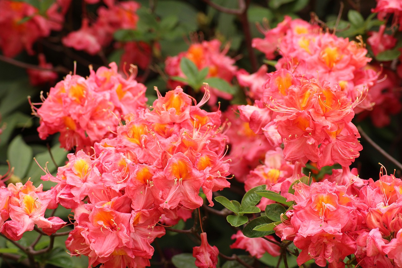 rhododendron, azalea, pink flowers-3407172.jpg